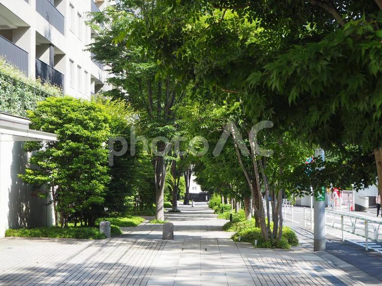 鶯谷町の街並み（東京都・渋谷区） 鶯谷町,渋谷,街並みの写真素材