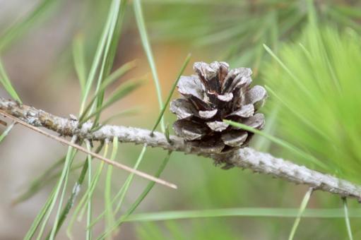 松ぼっくりの写真