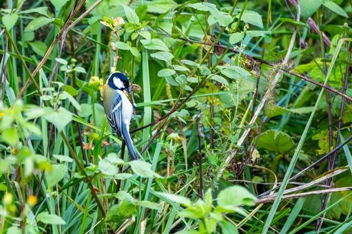 シジュウカラ(112)の写真