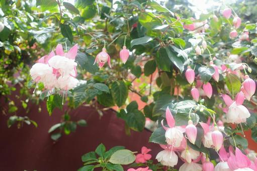 ピンク色の花 花,ピンク,植物の写真素材