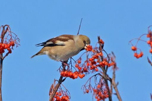 シメ ナナカマド シメ ナナカマド 空,鳥,野鳥の写真素材