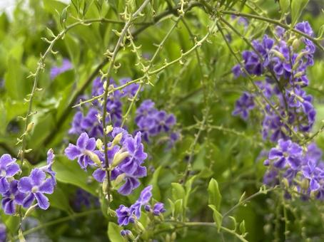 Photo, flower, duranta, august, 