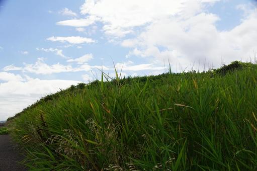 草藪の風景 草藪の風景の写真