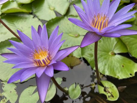 紫色のハスの花@シンガポール 紫色のハスの花@シンガポールの写真