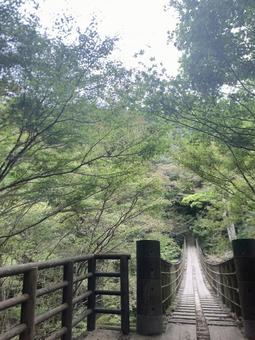 森にかかる木製の吊り橋の風景 吊り橋,木橋,沢の写真素材
