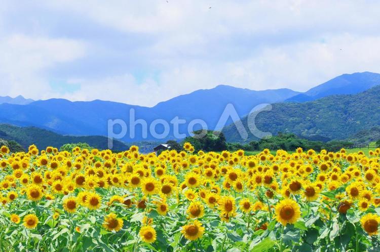ひまわり畑 ひまわり,ポストカード,風景の写真素材
