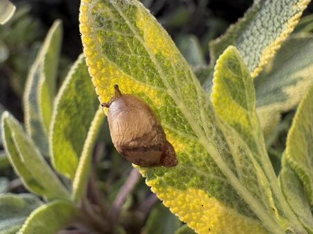 セージの葉を歩くオカモノアラガイ 02 オカモノアラガイ,陸生貝,かたつむりの写真素材