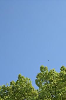 青空と木 青空と木の写真