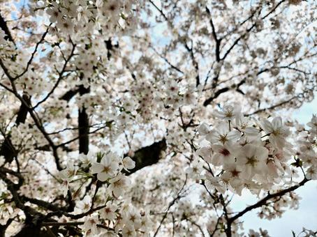 桜　ソメイヨシノ　青空　春 春,フラワー,自然の写真素材