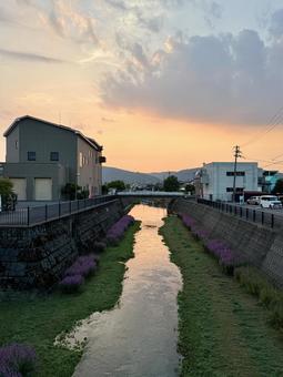 夕方の福井の底喰川とミソハギの花 夕方の福井の底喰川とミソハギの花 底喰川,紫,ミソハギの写真素材
