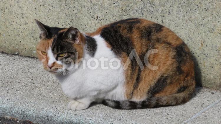 もふもふで可愛い三毛猫の休憩タイム 三毛猫,猫,休憩の写真素材
