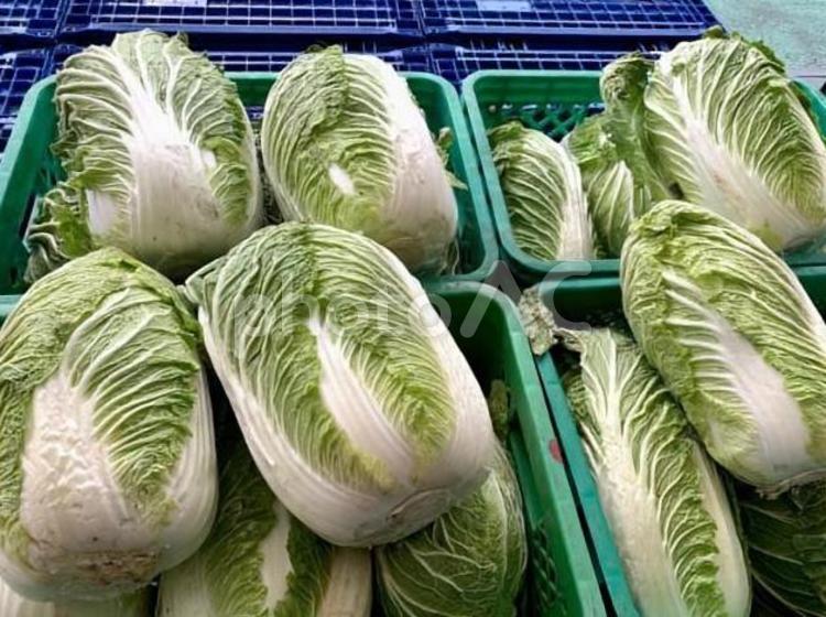 たくさんの白菜 白菜,野菜,材料の写真素材