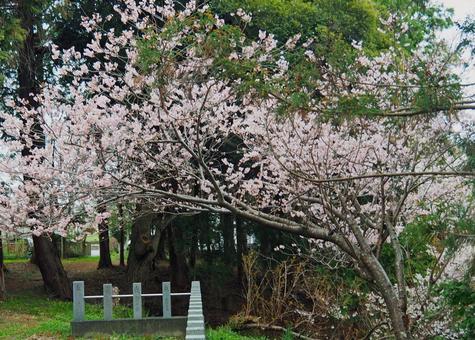 境内に咲き誇る河津桜 桜,ピンク,人物なしの写真素材
