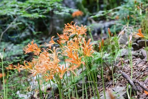 Photo, great fox razor, flower, razor of the great fox, 