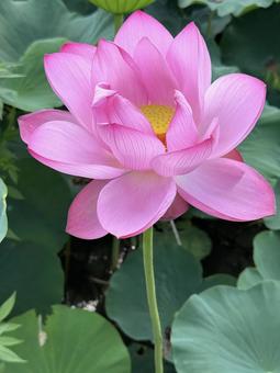 Photo, lotus, lotus flower, ancient lotus no sato, 