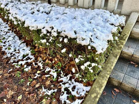 初雪 初雪,積雪,生垣の写真素材
