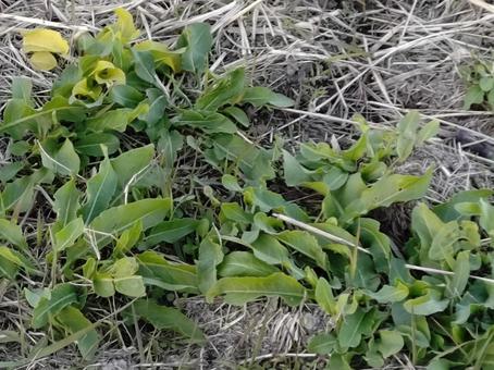 畦道のギシギシ ギシギシ,タデ科,ヒロハギシギシの写真素材