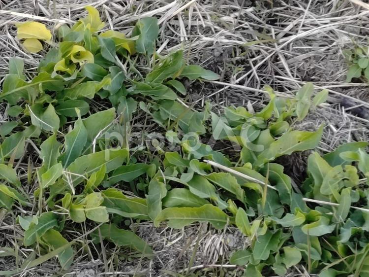 畦道のギシギシ ギシギシ,タデ科,ヒロハギシギシの写真素材