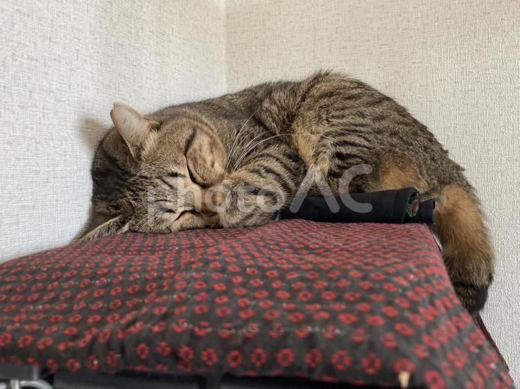 おねんねするとら猫 おねんね,とら猫,寝るの写真素材