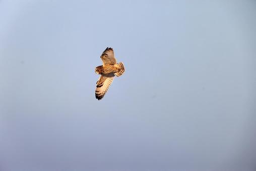 コミミズク コミミズクの写真