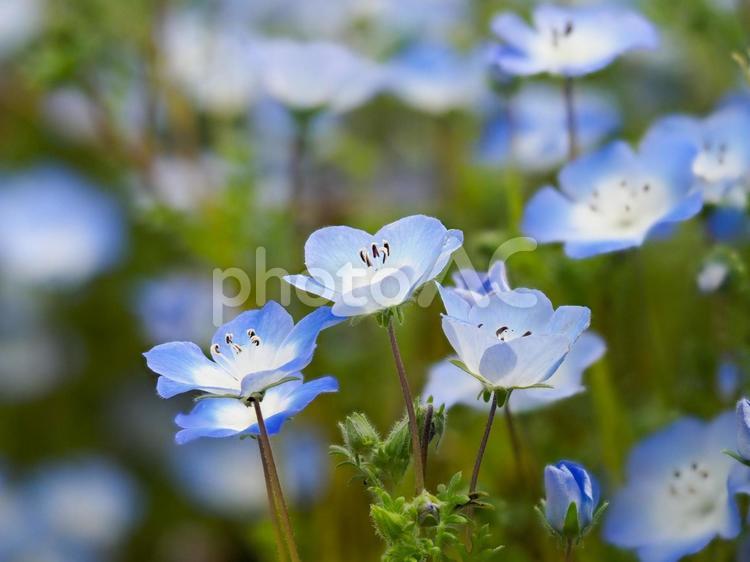 植物園に咲くネモフィラの花 ネモフィラ,ネモフィラの花,花の写真素材
