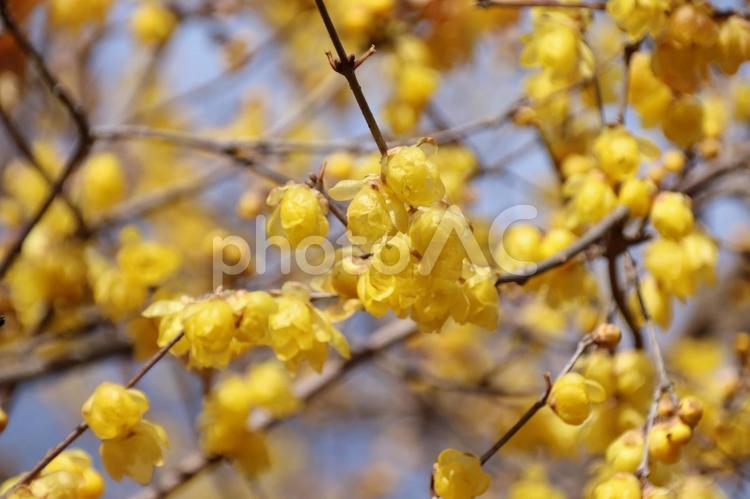 ソシンロウバイ　蝋梅　ろうばい イエロー,かわいい,きれいの写真素材