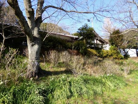 3月・初夏には紫陽花が群生する草地 3月・初夏には紫陽花が群生する草地 草地,草むら,草やぶの写真素材