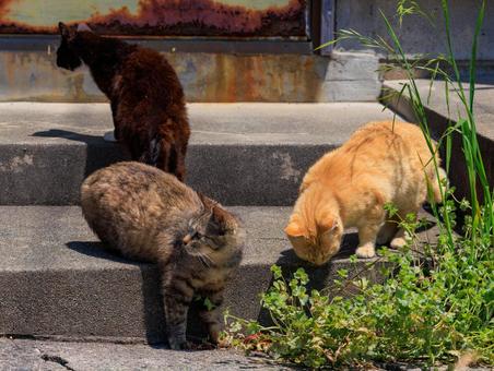 猫の島で育ったとても可愛い子猫達です。 猫の島で育ったとても可愛い子猫達です。の写真