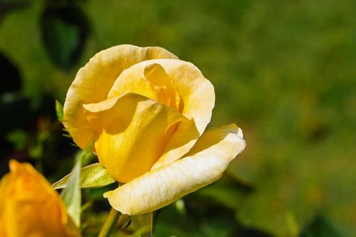 黄色の薔薇 黄色の薔薇の写真