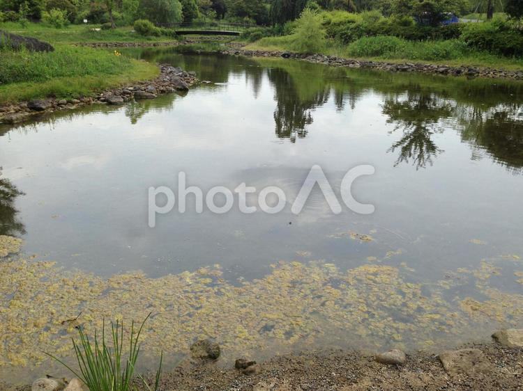 昭和記念公園 昭和記念公園,公園,沼の写真素材