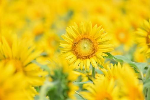 眩しい向日葵畑 眩しい向日葵畑 向日葵,ひまわり,夏の写真素材