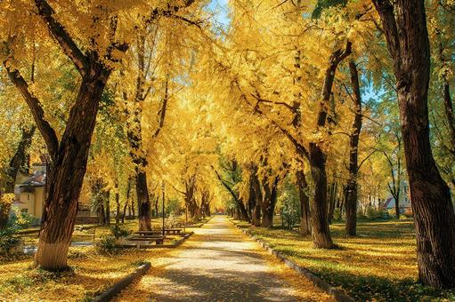 鮮やかな黄金色のイチョウ素材の写真