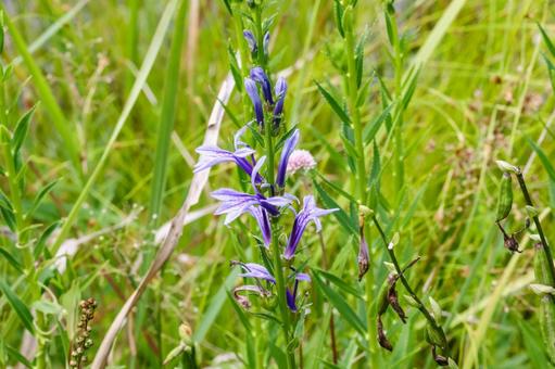 湿原植物 サワギキョウ 湿原植物 サワギキョウ 沢桔梗,サワギキョウ,植物の写真素材