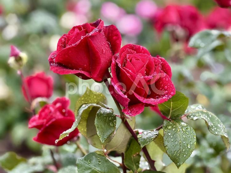雨粒と薔薇 薔薇,バラの花,赤色の写真素材