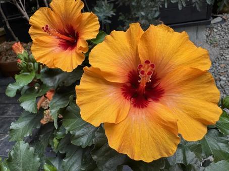 黄色いハイビスカス 黄色いハイビスカス ハイビスカス,花,綺麗の写真素材