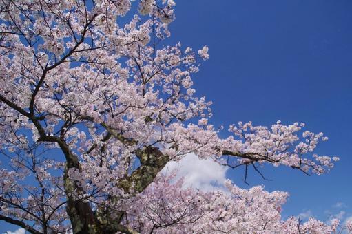 桜と青空 花見,さくら,青空の写真素材