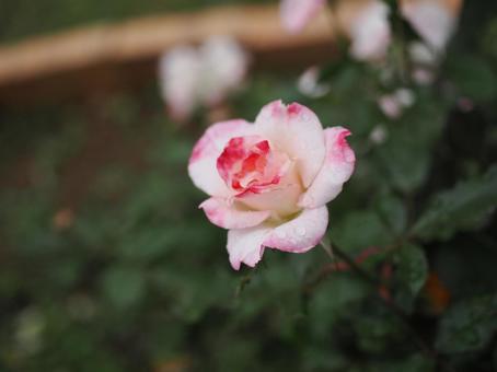 バラ園にて綺麗な薔薇を撮影しました バラ園にて綺麗な薔薇を撮影しました 花,薔薇,自然の写真素材