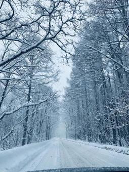雪の木 雪の木の写真