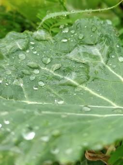 梅雨 梅雨の写真