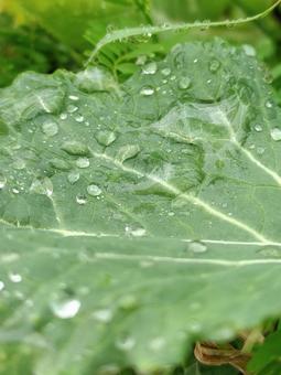 梅雨 雨,雨粒,梅雨の写真素材