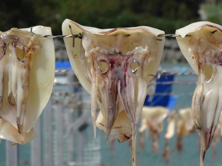 奥武島のトビイカの天日干し 奥武島のトビイカの天日干しの写真