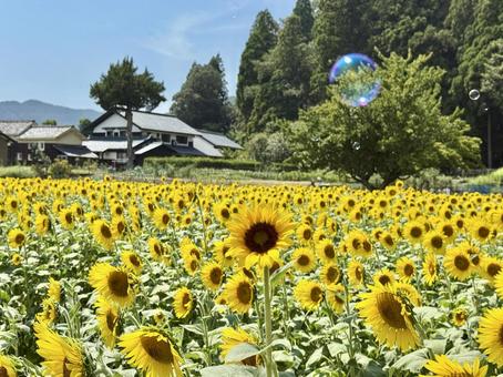 福井県 越前市のひまわり畑 福井県 越前市のひまわり畑 福井県,越前市,福井の写真素材