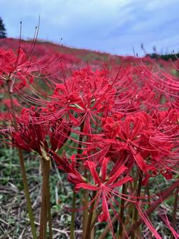 見頃の彼岸花 曼珠沙華 見頃の彼岸花 曼珠沙華の写真