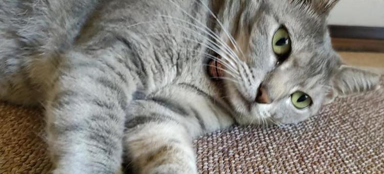 物憂げな猫様 物憂げな猫様の写真