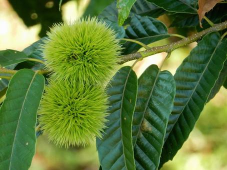 【植物写真】イガグリ(毬栗) 【植物写真】イガグリ(毬栗)の写真
