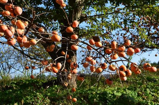 完熟した柿の実 完熟した柿の実 熟した庄内柿,庄内柿,庄内の柿の写真素材