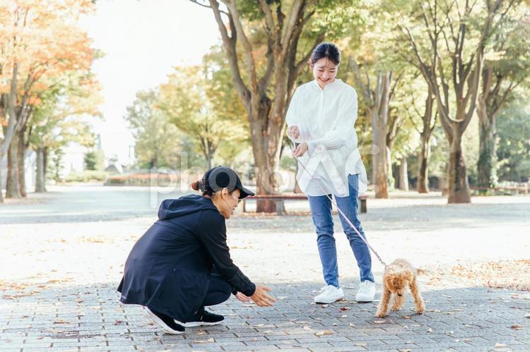犬の散歩中に挨拶する女性たち 犬,ペット,愛犬の写真素材