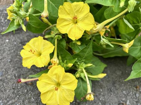 Photo, flower, summer, yellow, 