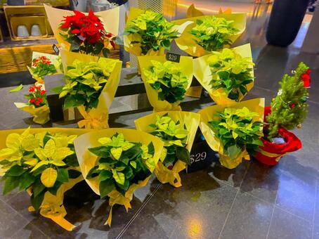 街角の花屋で売られるポインセチア ポインセチア,クリスマス,赤の写真素材