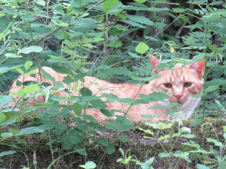 茶トラの野良猫 茶トラの野良猫の写真